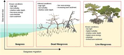 Mangrove ghost forests provide opportunities for seagrass